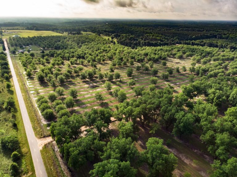 Pecan Plantation